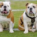 Champ, left, Mississippi State University's new Bully XX, sits on the Scott Field athletic turf with Bully XIX, his father, Tonka. (Photo by MSU University Relations/Kristen Hines Baker)
