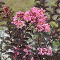 The maroon leaves of the Delta Jazz crape myrtle do not scorch in the heat of Mississippi summers, and the foliage is accented by medium pink flowers. (Photo by MSU/Wayne J. McLaurin)