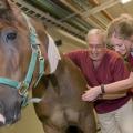 Dr. Bob Linford of Mississippi State University's College of Veterinary Medicine instructs veterinary student Angie Skyles in equine joint palpation, or feeling with the hand, techniques. (Photo by Tom Thompson)