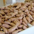 Mississippi's sweet potato industry has grown steadily, and today there are more than 90 sweet potato operations within 40 miles of Vardaman.