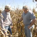 MAFES variety testing operations manager Brad Burgess, left, and Jimmy Sneed, a grower from Senatobia, visit a corn plot on Sneed's farm near Hernando shortly before the 2009 harvest. (Photo by Linda Breazeale)