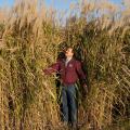 A field of "Freedom" giant miscanthus on Mississippi State Univ