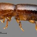 Redbay ambrosia beetle