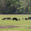 The wild pig herd pictured here caused significant damage in a short amount of time by rooting the land. (Photo by USDA APHIS/Carol Bannerman)