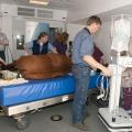 Dr. Stuart Shoemaker maneuvers equipment inside the mobile MRI unit for horses at MSU's College of Veterinary Medicine. Shoemaker and Dr. Bob Schneider, background, are co-owners of MREquine. MSU equine surgeon Dr. Sarah Sampson, left, and equine surgery resident Dr. Cathleen Mochal along with other staff members also took part in this recent procedure at MSU. (Photo by Tom Thompson)