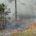 Ten Southern states have passed laws to define prescribed fire burning as a legal activity with ecological and social benefits that does not constitute a public or private nuisance. (Photo by MSU Department of Wildlife, Fisheries and Aquaculture/Wes Burger)