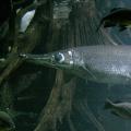 The alligator gar is one of the largest freshwater fish in North America. It gets its name from the alligator-like appearance of teeth along its elongated snout. (Photo by Alyssa Card)