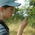 Savannah Munn , 10, of Starkville selects a leaf specimen during the insect and plant ecology camp at Mississippi State University.