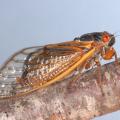 One of the three broods of 13-year cicadas will emerge in the thousands this spring in Mississippi. With their black bodies and orange eyes, these periodical cicadas are different from the large, green, annual cicadas that emerge each summer. (Photo by MSU Extension Service/Blake Layton)