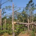 The April 27 tornadoes caused extensive damage to forestland in several Mississippi counties, resulting in an estimated $8.4 million in timber losses (Photo by Scott Corey)