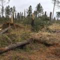 The tornadoes that tore through the state this past spring damaged about 74,000 acres of forestland in 22 counties, racking up timber losses of more than $30 million. (Photo by MSU Ag Communications/Scott Corey)