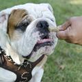 In his training as the Mississippi State University mascot, Bully XX earns hypoallergenic treats that are part of his overall nutrition and conditioning plan. (Photo by Tom Thompson)