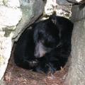 The Missouri Black Bear Project, which will be completed in 2012, is expected to provide valuable information on estimating populations in Mississippi. (Photo submitted by Missouri Department of Conservation)
