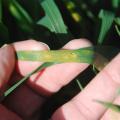 This wheat leaf is infected with stripe rust, an unusual occurrence this early in the growing season. Wheat stripe rust has been spotted in Mississippi and Arkansas. (Photo by MSU Extension Service/Tom Allen)