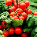 An early spring is giving many home gardeners early harvests of tomatoes and vegetables. (File Photo)