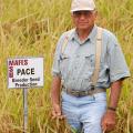 Mississippi State University Rice breeder Dwight Kanter stands in a field of Pace variety rice he developed at the Delta Research and Extension Center in Stoneville. (Photograph by DREC Communication/Rebekah Ray)