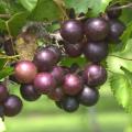 Muscadine grapes
