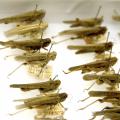 Mississippi State University has 32,000 grasshoppers on loan from the Smithsonian Institution. Many of the specimens are more than 100 years old and have hand-written identification tags. (Photo by MSU Ag Communications/Kat Lawrence)