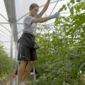 Dillon Harris of the Furrs Community in Pontotoc County adjusts the 30-foot tomato vines in the 12,000-square-foot greenhouse at St Bethany Fresh on Aug. 2, 2012. (Photo by MSU Ag Communications/Linda Breazeale)