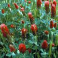 Common vetches and clovers, such as crimson clover, can be used as cover crops to prevent soil erosion, add organic matter, suppress weeds and retain soil moisture. (Photo courtesy of USDA-ARS/Bob Bjork)