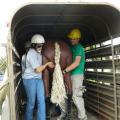 Mississippi State University's College of Veterinary Medicine students Samantha Vitale and Jason Collins are part of a team using a mannequin to learn how to remove a horse from a trailer during a Technical Large Animal Emergency Response class on Sept. 28, 2012, in Verona, Miss. (Photo by MSU College of Veterinary Medicine/Dr. Carla Huston)
