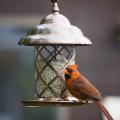 Winter's chill presents a perfect opportunity for bird watching at feeders set up to accommodate feathered guests. (File photo)