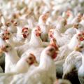 Mississippi's poultry industry ended the year with a preliminary estimated value of $2.5 billion, holding on to the top spot among agricultural commodities in the state for 2012. Broiler values saw a 7 percent increase from 2011, while estimated egg and chicken values remained level. (MSU Ag Communications/file photo