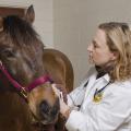 Dr. Cyprianna "Chipper" Swiderski's childhood love for horses put her on a career path including nearly 25 years as an equine practitioner and now as a faculty member in the Mississippi State University College of Veterinary Medicine. (Photo by MSU College of Veterinary Medicine/Tom Thompson)