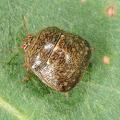 Kudzu bugs have a unique square shape and a strong odor. They feed on soybeans and legume crops in addition to kudzu and can become household pests when they swarm in the fall. (Photo by MSU Extension Service/Blake Layton)