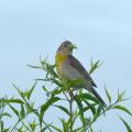 Dickcissels, such as this one, are sparrow-sized birds that prefer native grasslands for foraging and nesting and rely on insects for the bulk of their diet. Mississippi State University scientists are studying the use of native grasses as livestock forages. (Photo courtesy of Adrian Monroe)