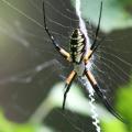 Spiders such as this zipper or banana spider consume massive quantities of insects, but most are not pests in Mississippi gardens and landscapes. (Photo by MSU Ag Communications/Kat Lawrence)