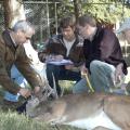 Steve Demarais (left) and Bronson Strickland (right) take measurements of a tranquilized deer housed at Mississippi State University's Rusty Dawkins Memorial Deer Unit.  Center from left, graduate students Erick Michel and Jake Oates record the data to help researchers correlate nutrition and genetics with white-tailed deer antler growth. (Photo by MSU Forest and Wildlife Research Center/Karen Brasher)