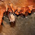 Small bats, such as this Eastern pipistrelle or tricolored bat, prefer to roost in caves and large trees but find their way into buildings in search of protection from temperature changes. Fall and winter are ideal times to install exclusion devices on buildings to remove bats safely. (Photo by MSU Ag Communications/Keri Collins Lewis)