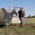 Callie Cornelison of Scottsboro, Ala., a senior studying animal and dairy sciences at Mississippi State University, practices loading and unloading from a trailer with Leroy, a horse up for bid in an online auction running Nov. 1-21. (Photo by MSU Ag Communications/Kat Lawrence)