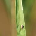 The rice water weevil, such as this adult on a rice leaf, is one of the most troublesome insect pests in rice, but seed treatments have proven to be effective in controlling them. The scars on the leaf are evidence of the rice water weevils' feeding. (Photo by Delta Research and Extension Center/Jeff Gore)
