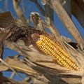 Corn in 2013 brought in less money than it did the year before, but the crop still posted an estimated value of $631 million. It also set a new record in average yield, with an estimated 180 bushels produced per acre in Mississippi. (Photo by MSU Ag Communications/Kat Lawrence)