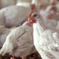 Poultry remains Mississippi's No. 1 agricultural commodity, with a preliminary estimated value of $2.7 billion. Broilers brought higher prices in 2013, bumping the industry's overall value by about 10 percent compared to 2012. (Photo by MSU Ag Communications)