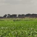 Across the Delta, many producers are abandoning pivot-irrigation systems for furrow irrigation. This unused system sat rusting near Highway 82 in Leland, Mississippi, on June 18, 2014. (Photo by MSU Ag Communications/Bonnie Coblentz)