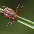 The Dermacentor tick species is among those that infect dogs with a neurotoxin that can paralyze them if left untreated. (Photo by Thinkstock.)