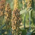 Seed treatment and increased crop monitoring will be critical in preventing sugarcane aphids from causing major damage to future grain sorghum crops in Mississippi. (File photo by MSU Ag Communications/Kat Lawrence)