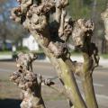 Crape myrtles that are pruned each year at the same spot develop unsightly, knobby branch ends. This practice is known as "crape murder." (Photo by MSU Ag Communications/Kat Lawrence)