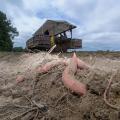 Sweet potatoes in brown dirt lay in a sweet potato field with a harvest machine in the background.