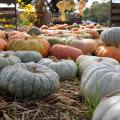 Sage green, bright orange, and golden Cinderella pumpkins line a hay-covered walkway at a pumpkin patch.