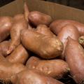Multiple sweet potatoes in a box.