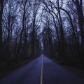 wooded paved road at dusk