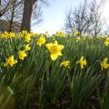 Blooming, yellow daffodils in the sunshine.