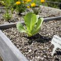 Close-up of a young leafy green vegetable plant growing in a salad table with other herbs and marigolds.