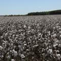 Cotton field.