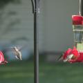 four hummingbirds feed at two feeders.