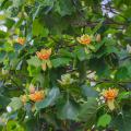 A closeup of a poplar tree showing its leaves and flowers